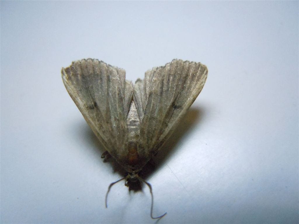 Noctuidae da identificare